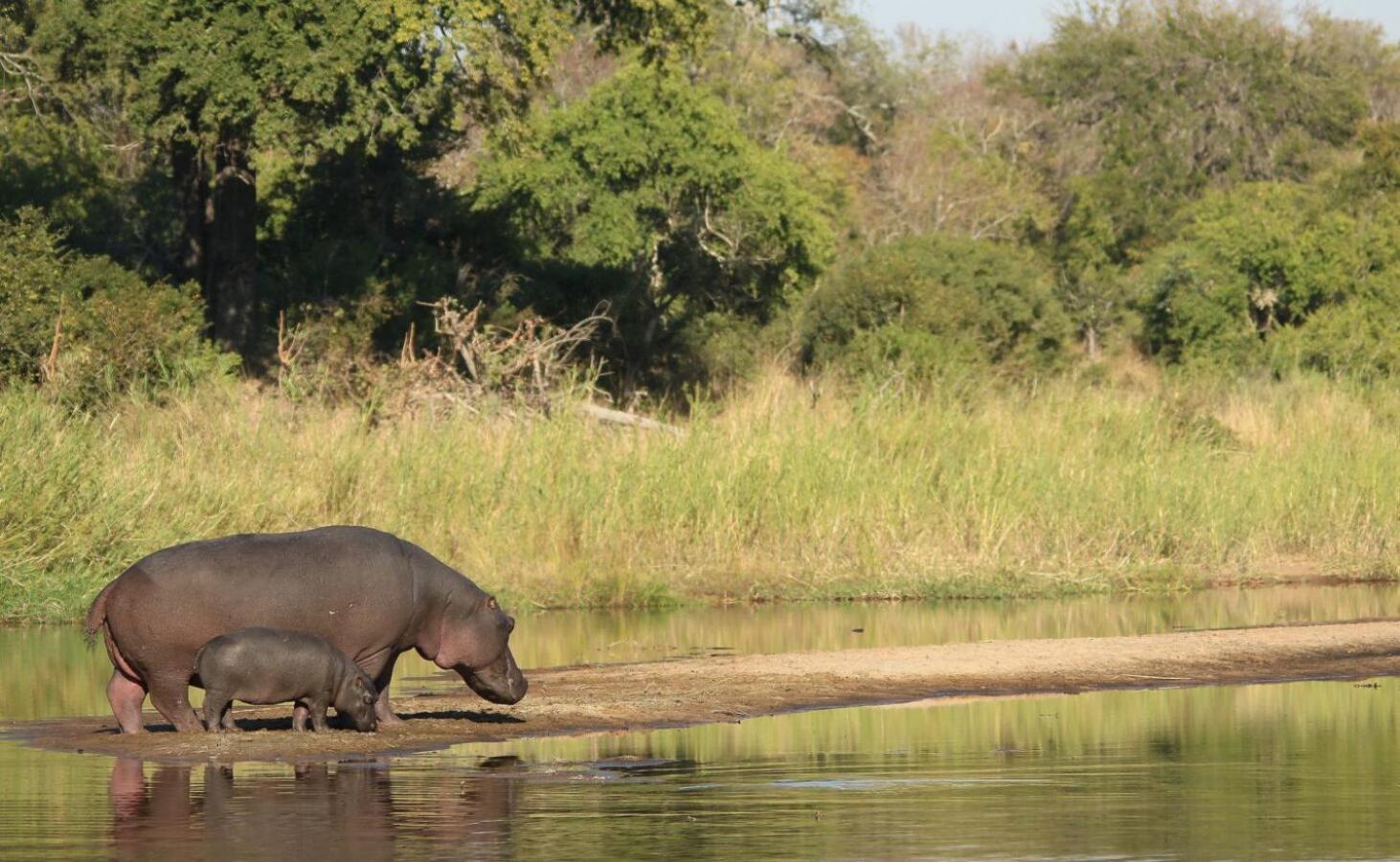 Leopard Hills Private Game Reserve Sabi Sand Game Reserve Εξωτερικό φωτογραφία