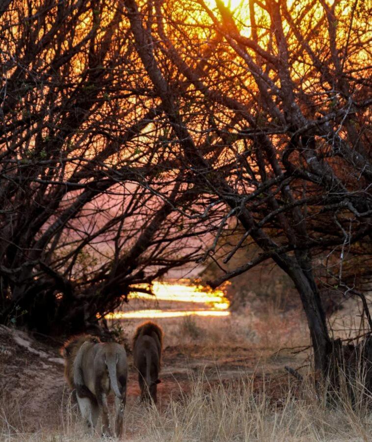 Leopard Hills Private Game Reserve Sabi Sand Game Reserve Εξωτερικό φωτογραφία