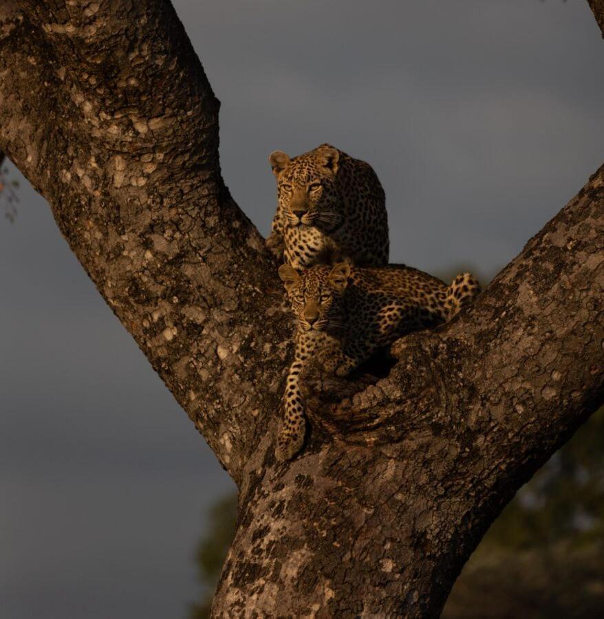 Leopard Hills Private Game Reserve Sabi Sand Game Reserve Εξωτερικό φωτογραφία