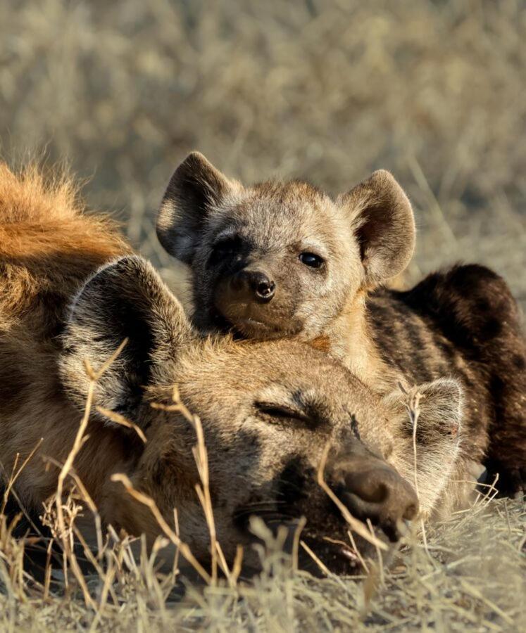 Leopard Hills Private Game Reserve Sabi Sand Game Reserve Εξωτερικό φωτογραφία