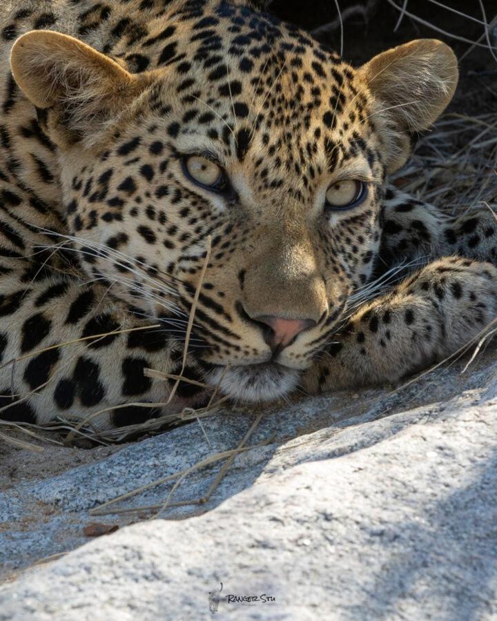 Leopard Hills Private Game Reserve Sabi Sand Game Reserve Εξωτερικό φωτογραφία