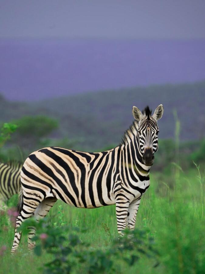Leopard Hills Private Game Reserve Sabi Sand Game Reserve Εξωτερικό φωτογραφία