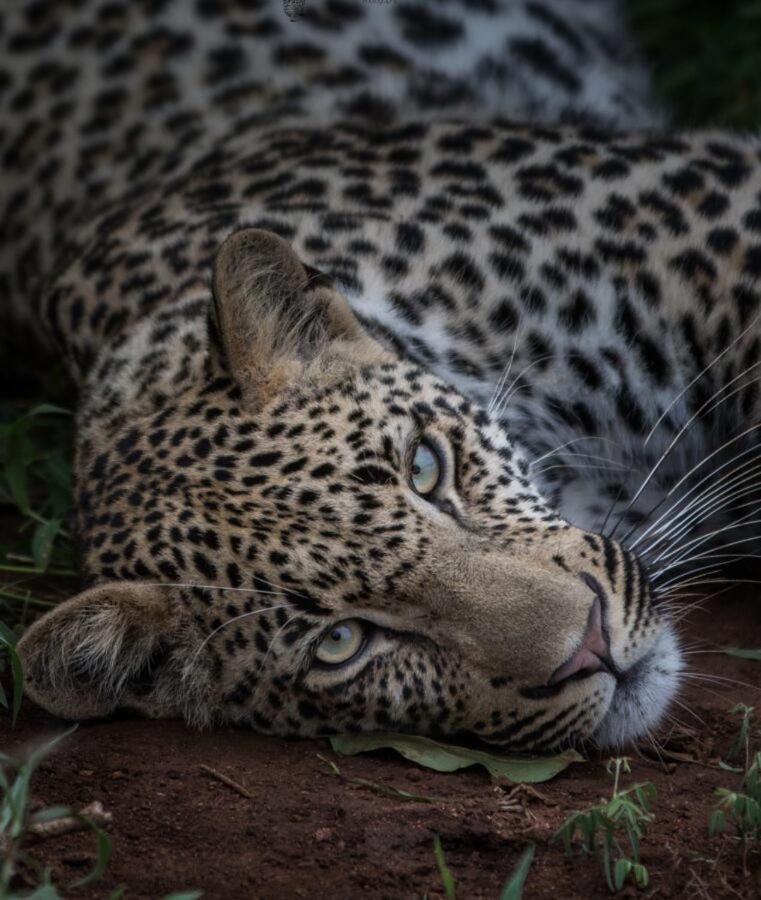 Leopard Hills Private Game Reserve Sabi Sand Game Reserve Εξωτερικό φωτογραφία