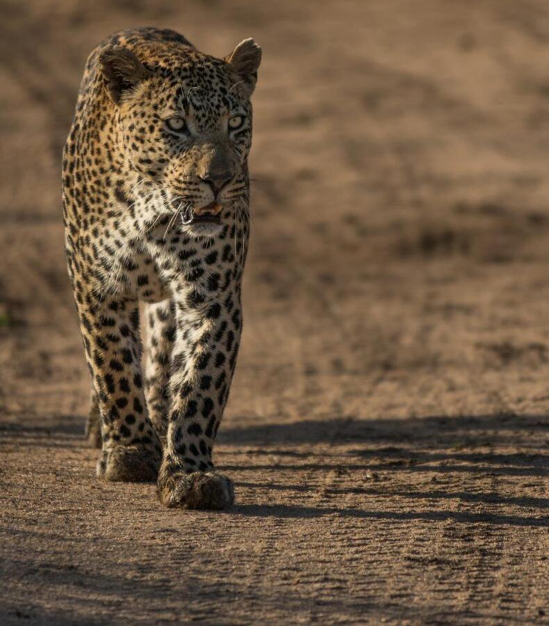 Leopard Hills Private Game Reserve Sabi Sand Game Reserve Εξωτερικό φωτογραφία