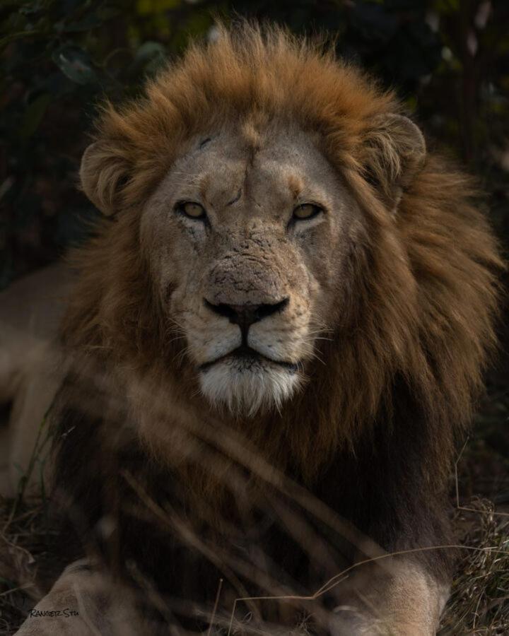 Leopard Hills Private Game Reserve Sabi Sand Game Reserve Εξωτερικό φωτογραφία