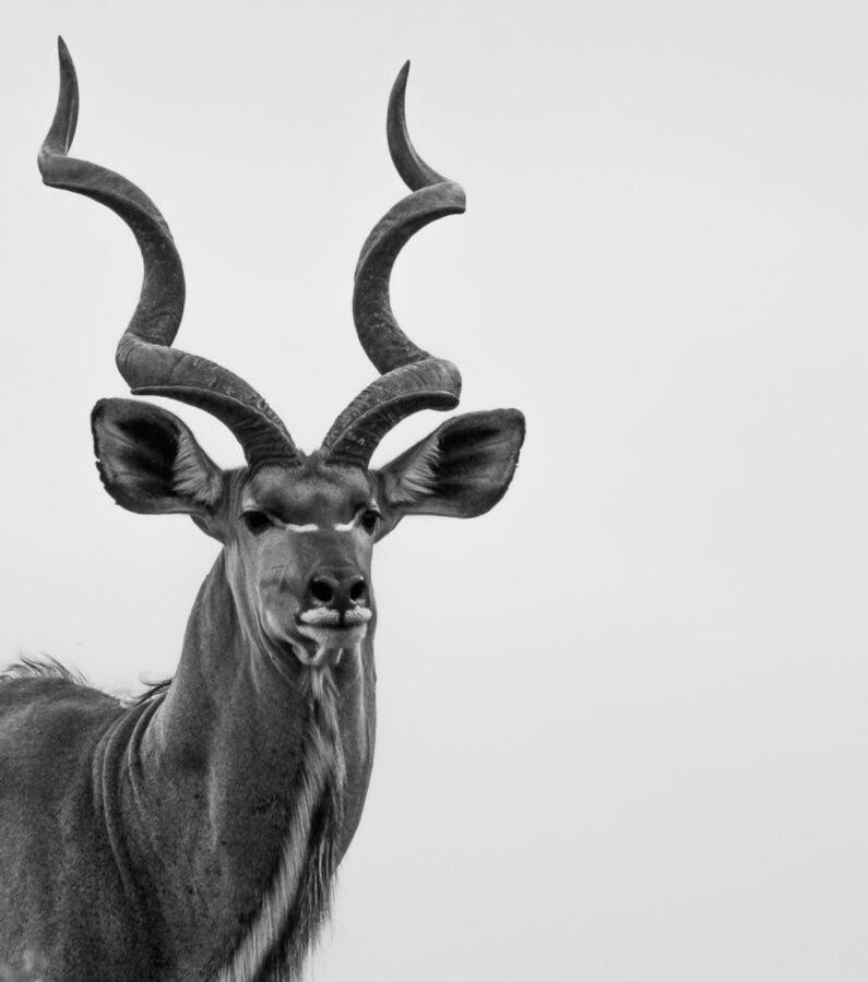 Leopard Hills Private Game Reserve Sabi Sand Game Reserve Εξωτερικό φωτογραφία